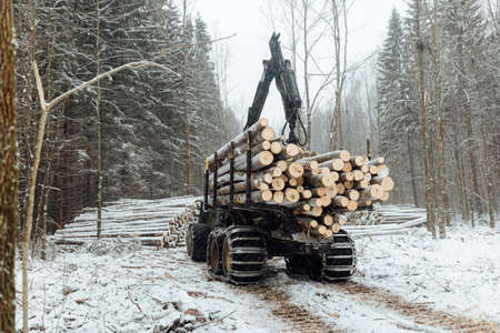 illegal logging, industrial excavator bucket grabs fallen trees and clears the road, harvesting raw materials for the woodworking industryの写真素材