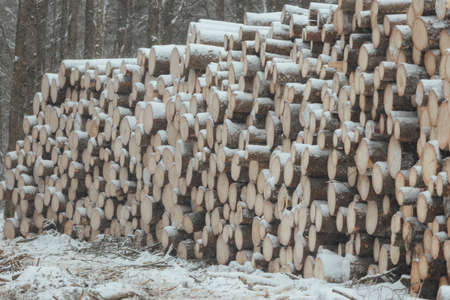many sawn trees lie on the snow, industrial timber harvesting, man destroys the forest harming the environment, industrial landscape of the sawmill in winterの写真素材
