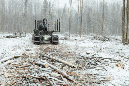 illegal logging, industrial excavator bucket grabs fallen trees and clears the road, harvesting raw materials for the woodworking industryの写真素材