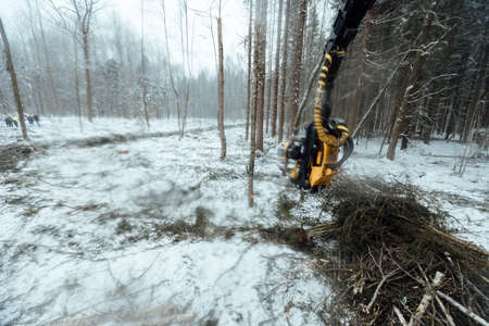 harvester cuts down trees, industrial harvesting of wood with the help of an automated machine, many falling trees in the winter forest, human activity destroys the natural environmentの写真素材