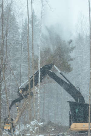 harvester cuts down trees, industrial harvesting of wood with the help of an automated machine, many falling trees in the winter forest, human activity destroys the natural environmentの写真素材