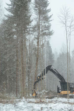 harvester cuts down trees, industrial harvesting of wood with the help of an automated machine, many falling trees in the winter forest, human activity destroys the natural environmentの写真素材