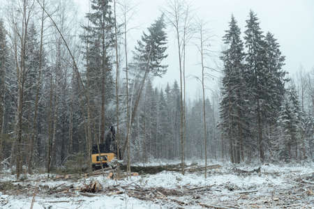 harvester cuts down trees, industrial harvesting of wood with the help of an automated machine, many falling trees in the winter forest, human activity destroys the natural environmentの写真素材