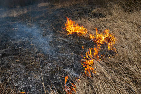 a strong forest fire breaks out in windy weather due to human fault, flames destroy dry grass on the edge of the forest and fields in early spring, call the fire brigade to extinguish the fireの写真素材