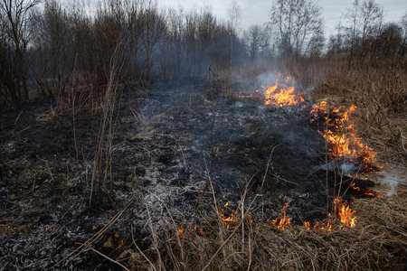 a strong forest fire breaks out in windy weather due to human fault, flames destroy dry grass on the edge of the forest and fields in early spring, call the fire brigade to extinguish the fireの写真素材