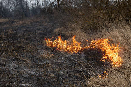 a strong forest fire breaks out in windy weather due to human fault, flames destroy dry grass on the edge of the forest and fields in early spring, call the fire brigade to extinguish the fireの写真素材