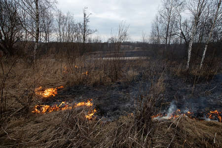 a strong forest fire breaks out in windy weather due to human fault, flames destroy dry grass on the edge of the forest and fields in early spring, call the fire brigade to extinguish the fireの写真素材