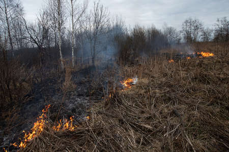 a strong forest fire breaks out in windy weather due to human fault, flames destroy dry grass on the edge of the forest and fields in early spring, call the fire brigade to extinguish the fireの写真素材