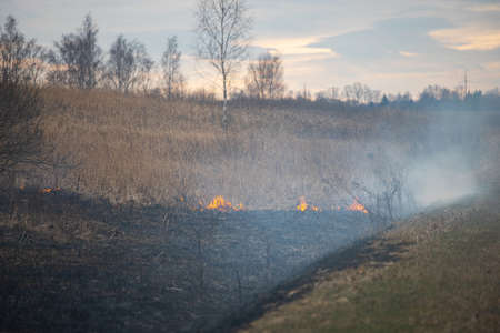 a strong forest fire breaks out in windy weather due to human fault, flames destroy dry grass on the edge of the forest and fields in early spring, call the fire brigade to extinguish the fireの写真素材