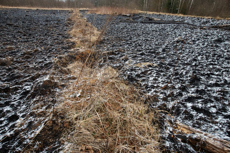 a lone burned tree stands in a field, the ashes of a large natural fire killed a tall tree, the danger of falling dead trunk burned to holes almost completely, a mysterious plantの写真素材