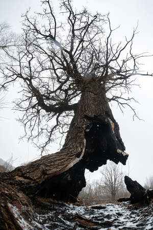 a lone burned tree stands in a field, the ashes of a large natural fire killed a tall tree, the danger of falling dead trunk burned to holes almost completely, a mysterious plantの写真素材