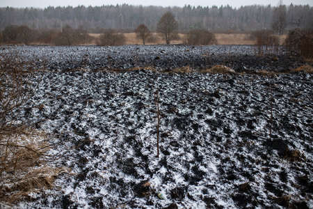 a lone burned tree stands in a field, the ashes of a large natural fire killed a tall tree, the danger of falling dead trunk burned to holes almost completely, a mysterious plantの写真素材