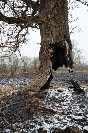 ash and snow lie on the black charred ground after a forest fire, a natural disaster and environmental damage, fallen burned tree trunksの写真素材