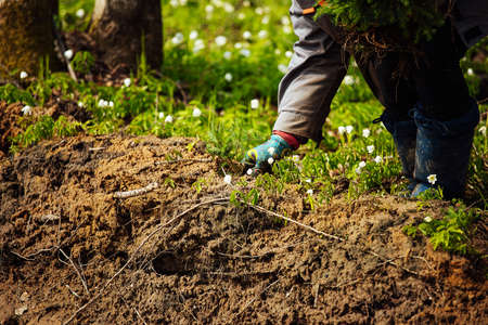 Close-up of a gardener's hands planting snowdrops into the soil.の写真素材