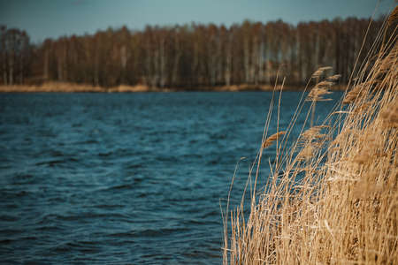 Reed on the shore of a lake in early spring. Landscape.の写真素材