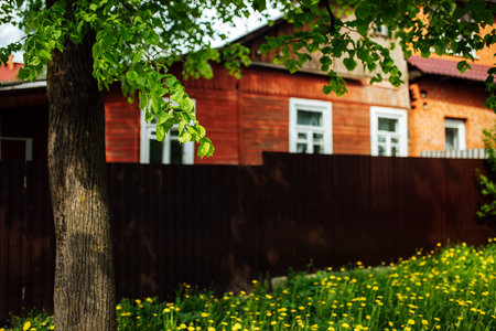 Green leaves in front of a wooden house and yellow dandelionsの写真素材