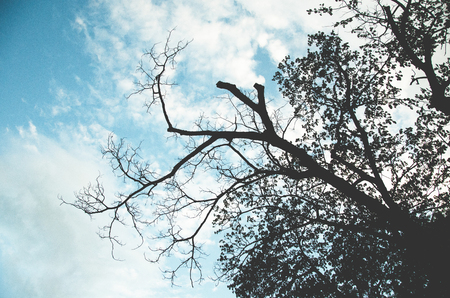 Trees, light and skyの写真素材