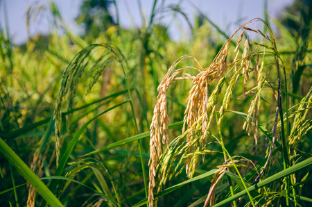 The rice is ripe with yellow color in the stomach.の写真素材
