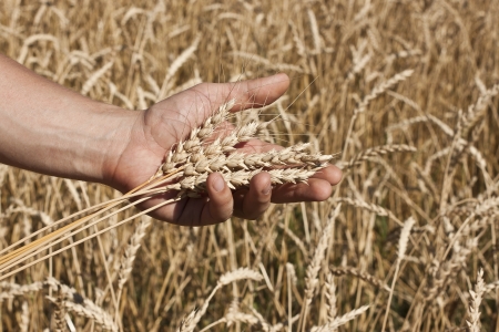 Wheat in the hands of menの写真素材