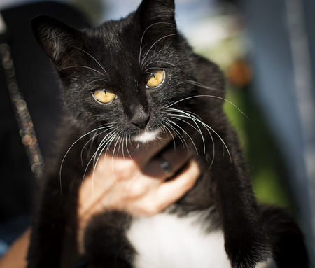 Very nice black cat with white whiskersの写真素材