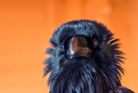 Funny black raven on the orange backgroundの写真素材