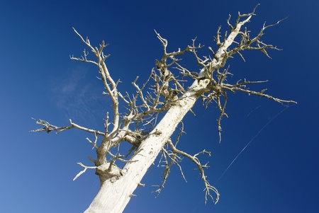 Looking up at a dead treeの写真素材