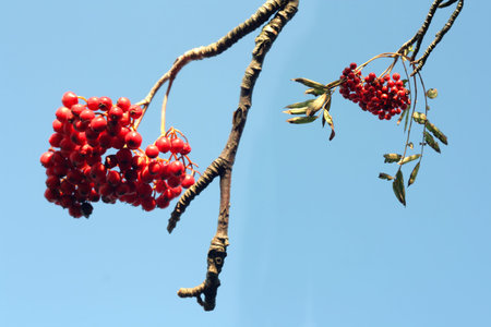 Rowan berries in the fall