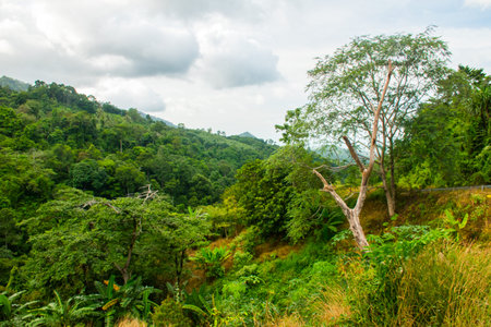 Tropical landscape of jungle of the Koh Samui Island in Thailand