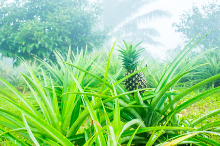 Pineapple tropical fruit growing in the gardenの写真素材