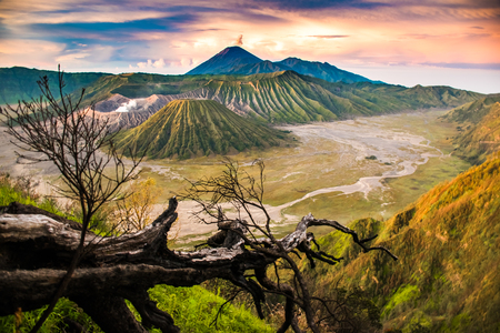 Beautiful sunrise viewpoint with a tree Mount Bromo in East Java in Indonesiaの写真素材