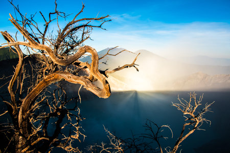 Kawah Ijen volcano with trees during beautiful sunrise in East Java in Indonesia