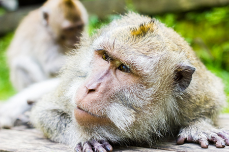 Macaque monkey in Monkey Forest in Ubud, Bali, Indonesiaの写真素材