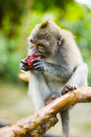 Macaque monkey eating dragon fruit in Monkey Forest in Ubud, Bali, Indonesia