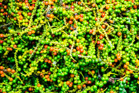 Red and green pepper, Pepper Garden Farm, Phu Quoc Island in Vietnam