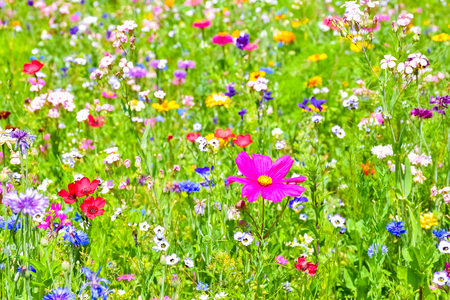 Beautiful blossoming meadow with colorful wildflowers in Czech Republic, Europeの写真素材