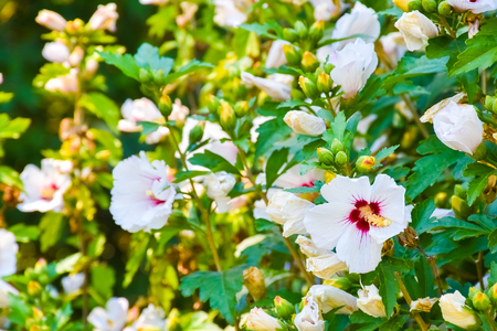 White Hibiscus flower in the garden in sunsetの写真素材
