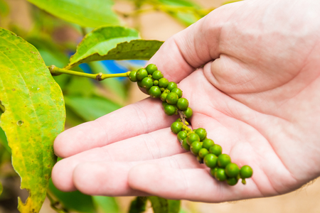 Detail of pepper in hand,Pepper Garden Farm, Phu Quoc Island in Vietnamの写真素材
