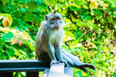 Monkeys in Tample in Monkey Forest, Ubud, Bali in Indonesiaの写真素材