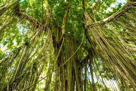 Trees in forest with roots of the monkey forest, Ubud, Bali in Indonesiaの写真素材