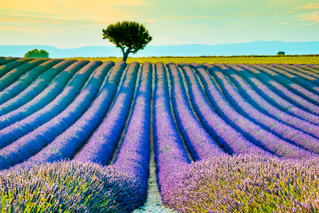 Beautiful lavender fields during sunset fields in Valensole, Provence in Franceの写真素材