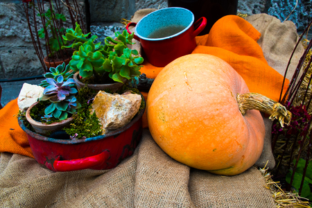 Home-grown autumn pumpkin in a family garden with a potの写真素材