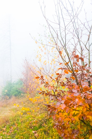 Colorful trees with autumn landscape in mountain with fog, Celadna, Beskids, Czech Republicの写真素材