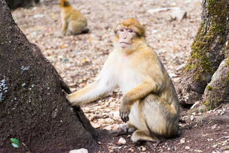 Barbary Macaque Monkey sitting on ground in the cedar forest, Azrou, Morocco in Africa