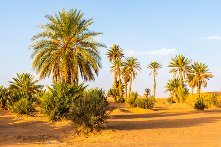Palm trees in Erg Chebbi, Sahara Desert in Merzouga, Morocco in Africaの写真素材