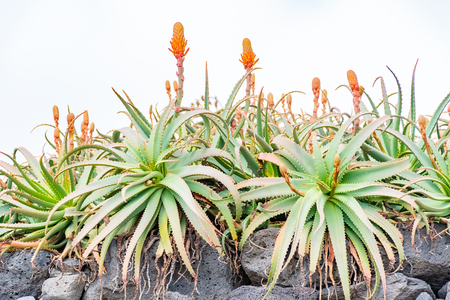 Scenic coastline with flowering aloe Lanzarote Canary Islands, Spain.の写真素材