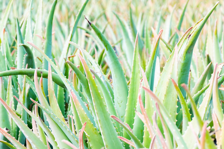 Close-up view of Aloe Vera leaves at plantation in Lanzarote, Canary Islands, Spain.の写真素材