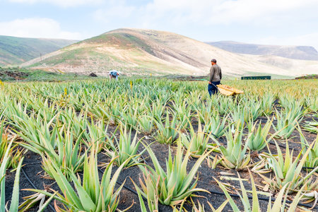 食用アロエの写真 イラスト素材一覧 231件 ストックフォトのamanaimages Plus