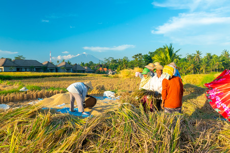 BALI, INDONESIA - April 12, 2018: Female Balinese farm-workers laugh as they traditional harvest a crop of rice from a rice-field in Buleleng, Ubud, Bali, Indonesia.のeditorial素材