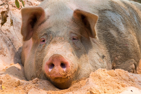 Pig nose in the pen. Focus is on nose. Shallow depth of field