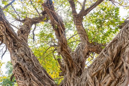 Banyan tree, Ficus tree in tropical jungle nature with sunshinesの写真素材
